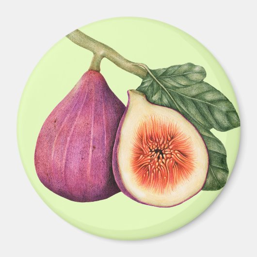 Fig Magneet (Voorkant)