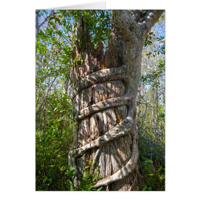 Fig Strangler, Gros marais Cypress, Floride (Devant)