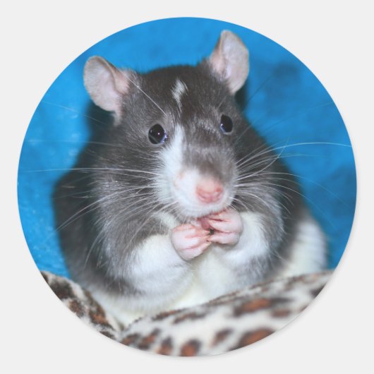 Figaro Rattie 3" Sticker (Voorkant)