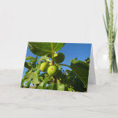 Figes blanches sur la carte Arbre (Devant)