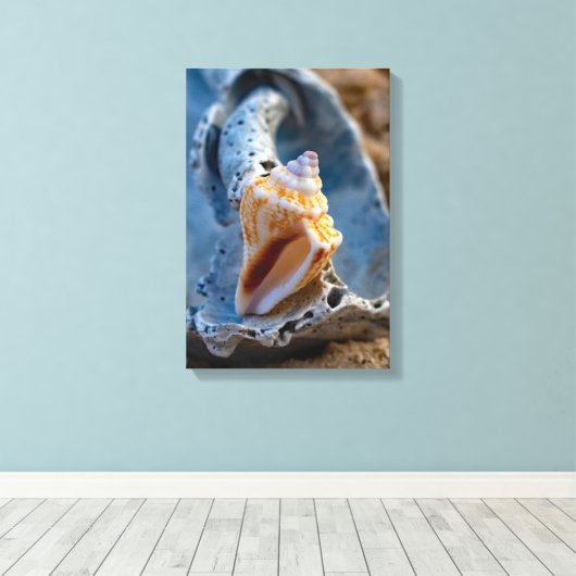 Fighting Conch op een gebroken schoonheid Canvas Afdruk (Insitu (Houten vloer))