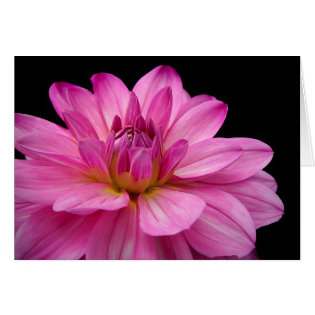 Figurine de dahlia (Devant Horizontal)