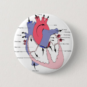 Figuur 2. Normale hartfunctie.jpg Ronde Button 5,7 Cm