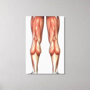 Figuur ter illustratie van de spiergroepen van de canvas afdruk