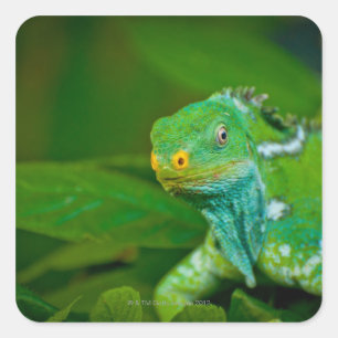 Fiji crested Iguana, Kula Eco Park, Viti Levu, Vierkante Sticker