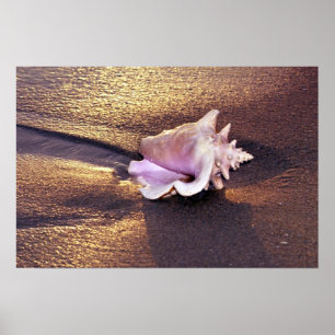 Fiji Islands, er zijn nog steeds dergelijke schelp Poster