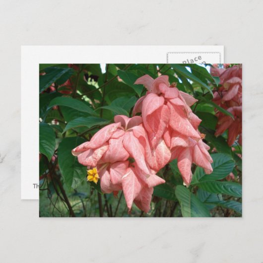 Fiji Roze en Geel Briefkaart (Voorkant / Achterkant)