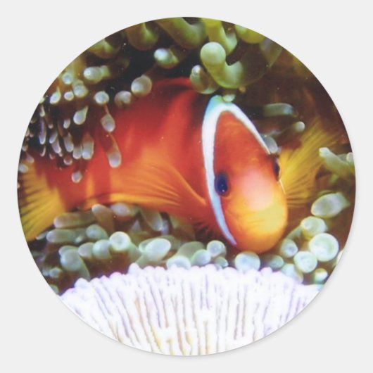 Fiji Tomaat Clown Ronde Sticker (Voorkant)