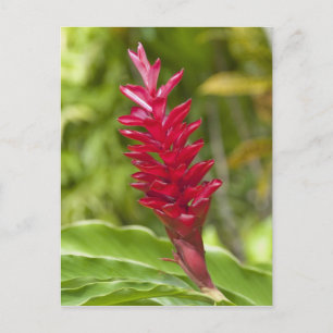 Fiji, Viti Levu eiland. Bloem. Briefkaart