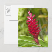 Fiji, Viti Levu Island. Bloem. Briefkaart (Voorkant / Achterkant)