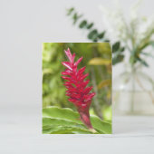 Fiji, Viti Levu Island. Bloem. Briefkaart (Staand voorkant)