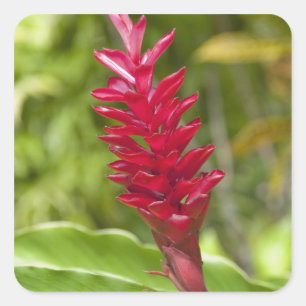 Fiji, Viti Levu Island. Bloem. Vierkante Sticker