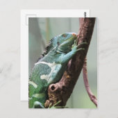 Fijian Crested Iguana Briefkaart (Voorkant / Achterkant)