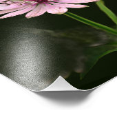 Fijne bloemen 8x10 foto afdruk (Hoek)