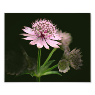 Fijne bloemen 8x10 foto afdruk