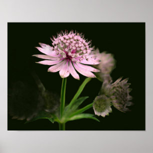 Fijne bloemen poster