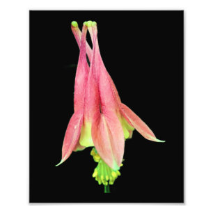 Fijne Columbine Bloem 8x10 Foto Afdruk