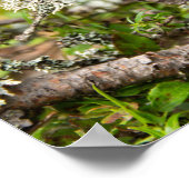 Fijne mos op een tak in het bos poster (Hoek)