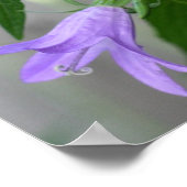 Fijne Paarse leliebloemen Poster (Hoek)