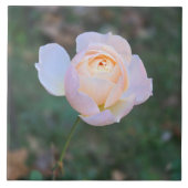 Fijne pastelroze gele roos tegeltje (Voorkant)