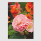 Fijne roze bloem na de regen (Voorkant)