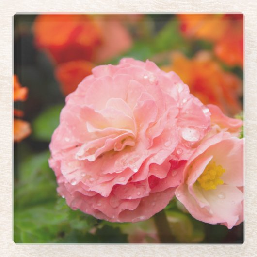 Fijne roze bloem na de regen glazen onderzetter (Voorkant)