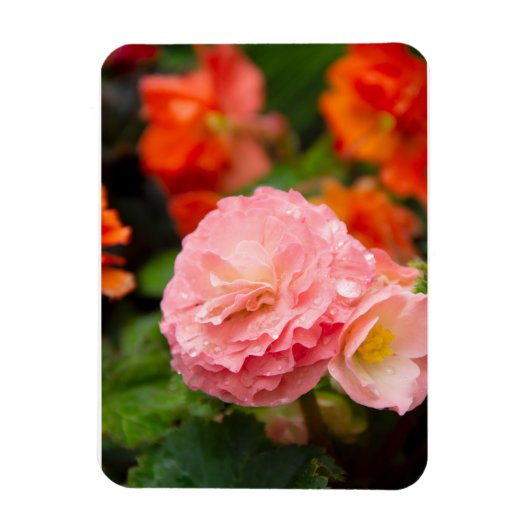 Fijne roze bloem na de regen magneet (Verticaal)