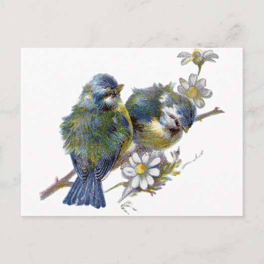 Fijne  vogels briefkaart (Voorkant)