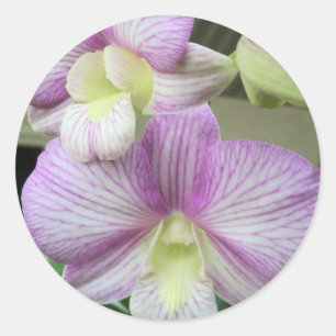 Fijne witte en paarse orchidee op een sticker
