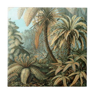 Filicinae door Ernst Haeckel, Oude Varens Planten Tegeltje