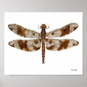 Filigree Skimmer Dragonfly Poster