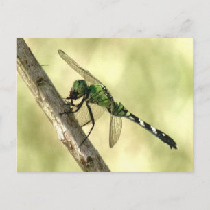 Fille Pondhawk de l'Est Carte postale