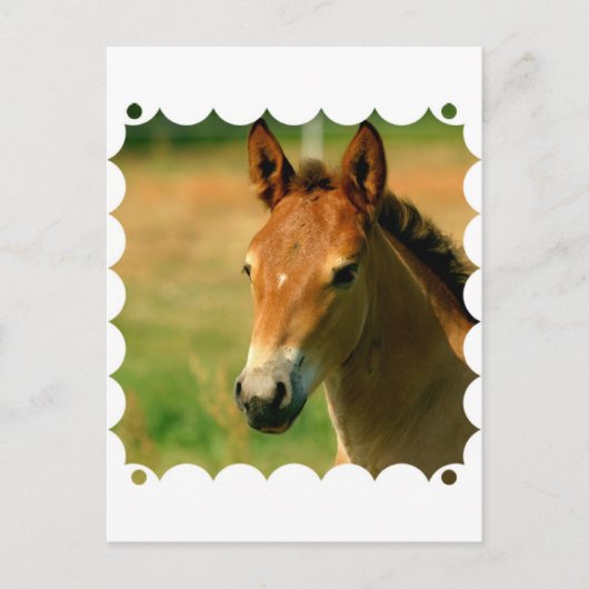 Filly Briefkaart (Voorkant)