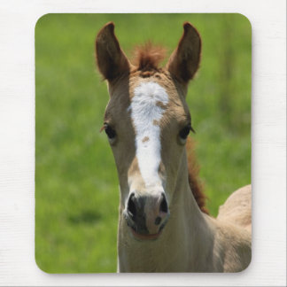 Filly Muismat