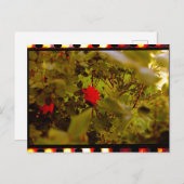 Film Hidden Roos Briefkaart (Voorkant / Achterkant)