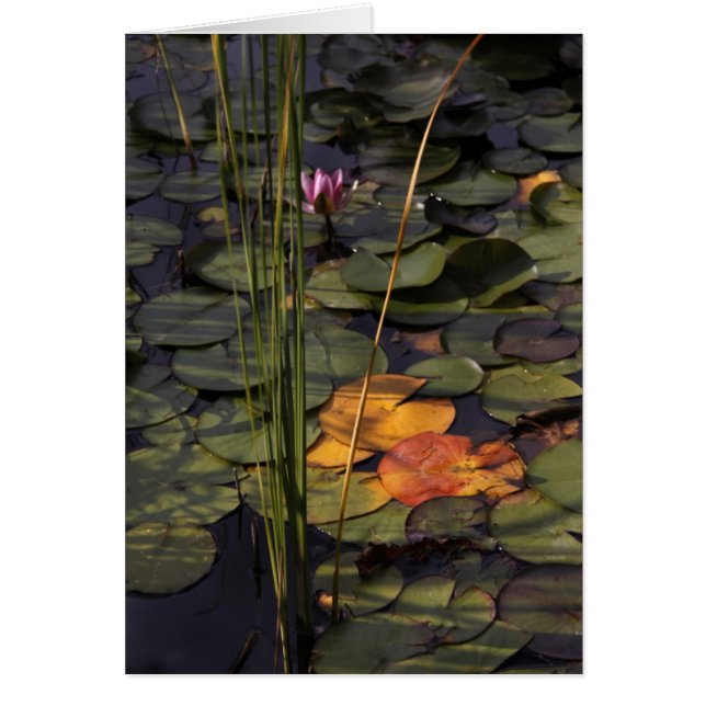 Fin été Lilly Pond (Devant)