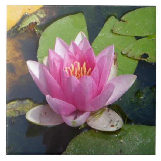 Fin rose de nénuphar vers le haut des carreaux de (Devant)