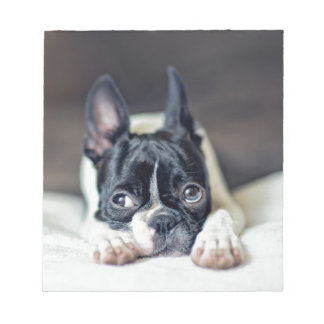Fina the Boston Terrier Notitieblok