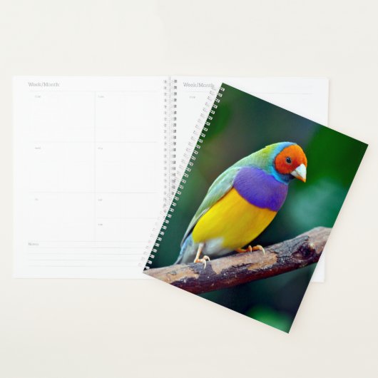 Finale gouldienne colorée (Devant avec enveloppe)