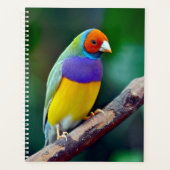 Finale gouldienne colorée (Devant)