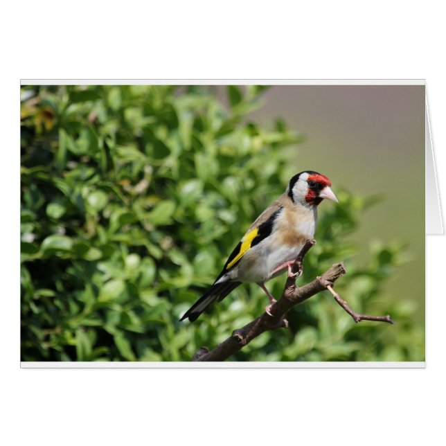 FInch (Voorkant Horizontaal)