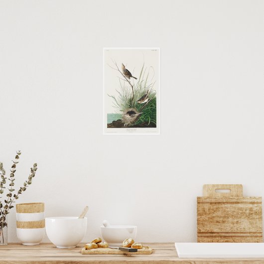 Finch à queue fine par Audubon Poster (Cuisine)
