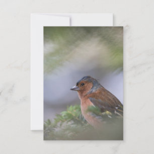 Finch Bird Nature Carte photo