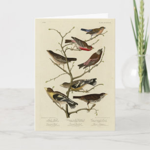 Finch, Bunting, Grosbeak, Audubon Birds of America Kaart
