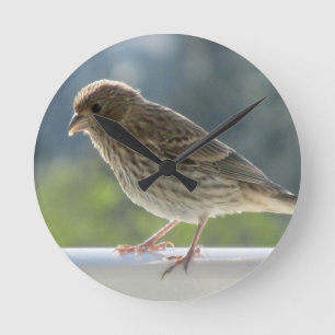 Finch in de Morning Sun. Ronde Klok