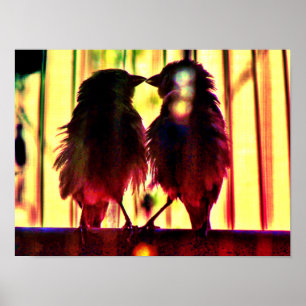 Finch Love Poster