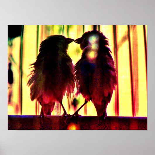Finch Love Poster (Voorkant)