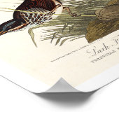 Finch, Sparrow by Audubon Poster (Hoek)