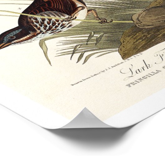 Finch, Sparrow by Audubon Poster (Hoek)