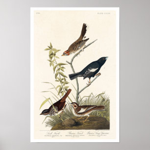 Finch, Sparrow by Audubon Poster